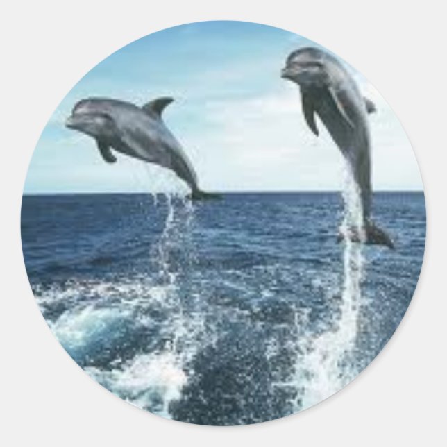 DOLPHINS STICKER (Devant)
