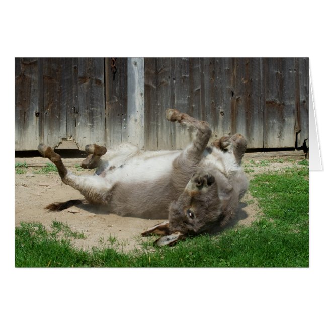 Donkey Avec Bain (Devant horizontal)