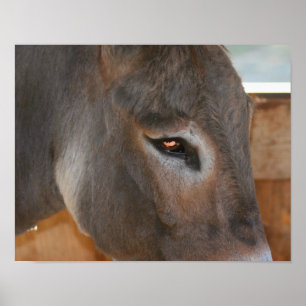 Donkey Thoughts Poster animal ferme