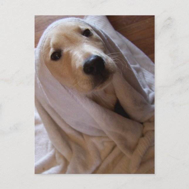 données dans la carte postale serviette (Devant)