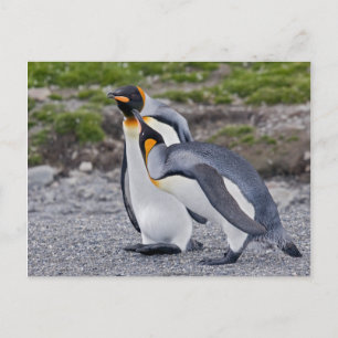 Donnez-nous un baiser ! Carte postale