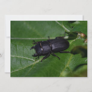Dorcus parallelipipedus, le moindre dendroctone du