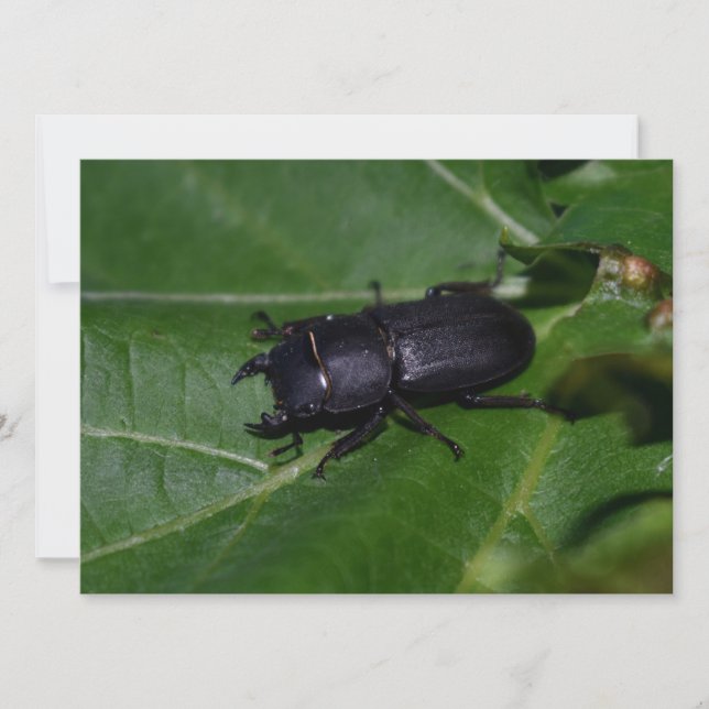 Dorcus parallelipipedus, le moindre dendroctone du (Devant)
