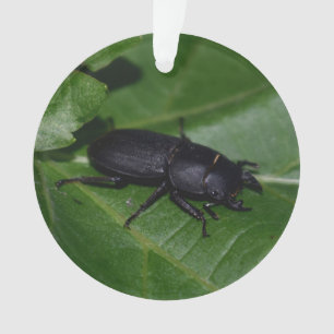 Dorcus parallelipipedus, le moindre dendroctone du