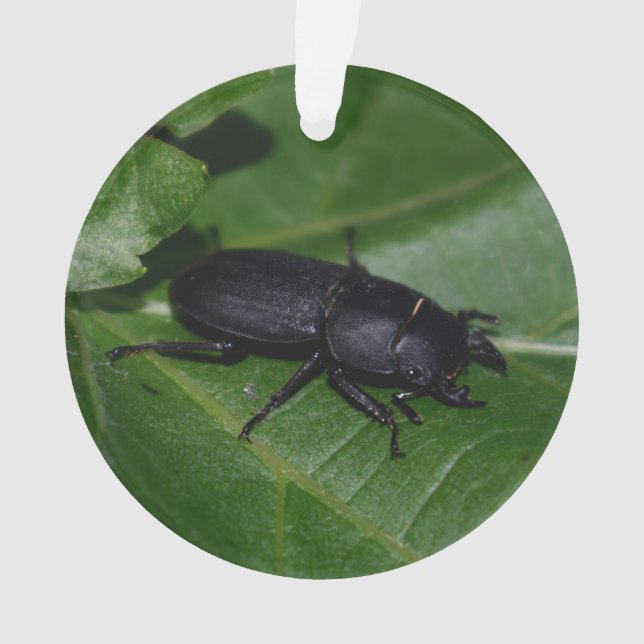 Dorcus parallelipipedus, le moindre dendroctone du (devant)