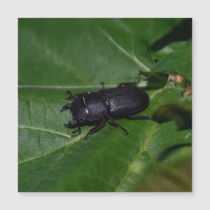Dorcus parallelipipedus, le moindre dendroctone du