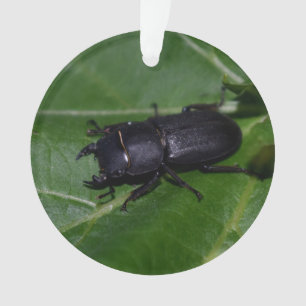 Dorcus parallelipipedus, le moindre dendroctone du
