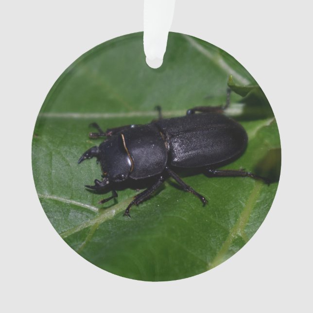 Dorcus parallelipipedus, le moindre dendroctone du (devant)