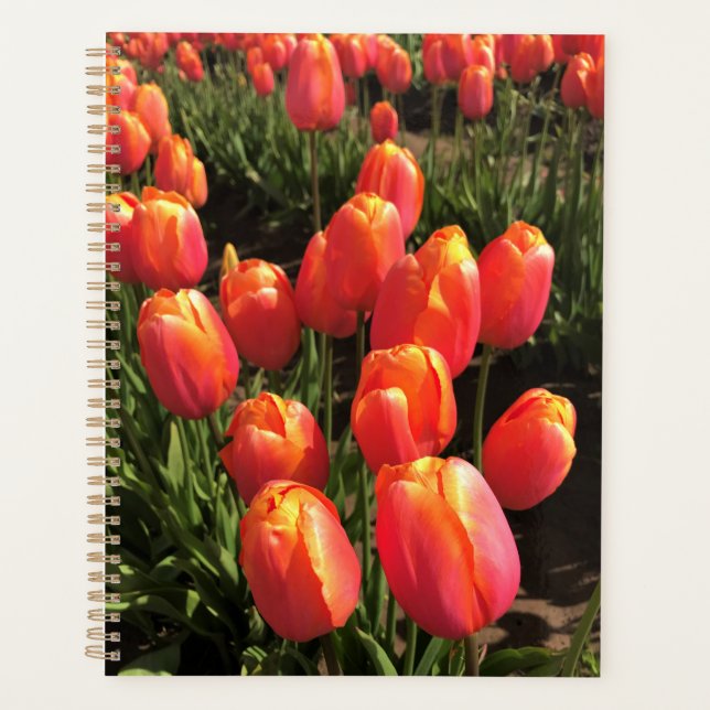 Dordogne tulips, Oregon (Devant)