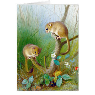 Dormice vintage