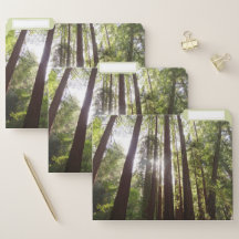 Jusqu'aux séquoias du matin