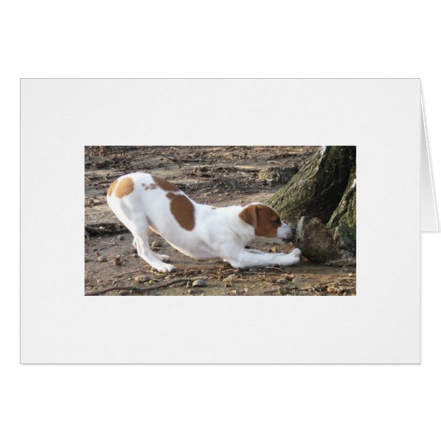 Dottie au jeu (Devant horizontal)