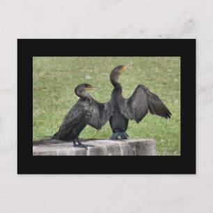 Double carte postale crêtée de photo de Cormorant