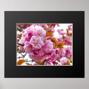 Double Cherry Blossom: Kanzan affiche