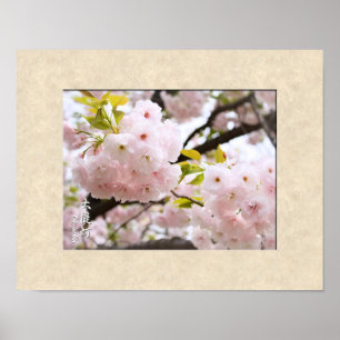 Double Cherry Blossom: Oh-jochin affiche
