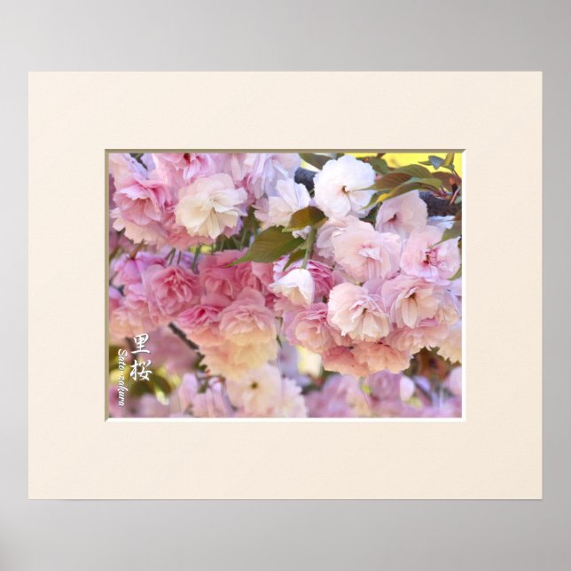 Double Cherry Blossom: Sato-zakura affiche (Devant)