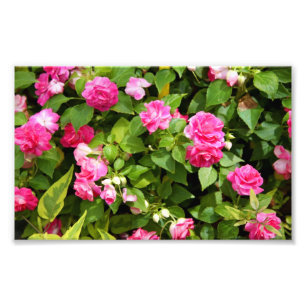 Double copie de photo d'Impatiens