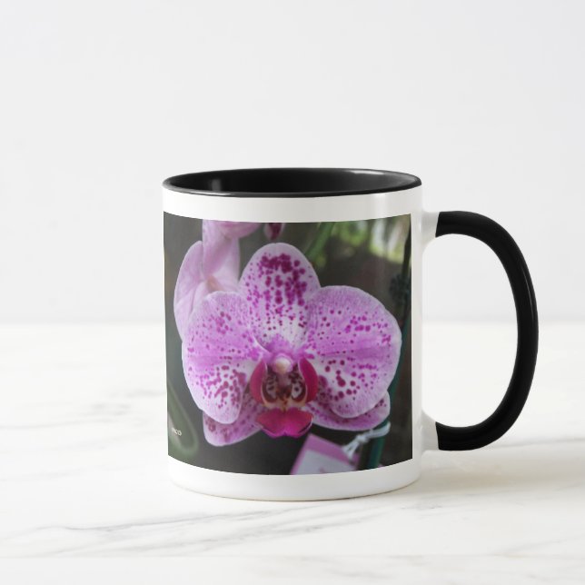 Double pourpre d'orchidée avec la tasse de (Droite)