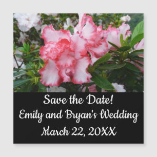 Double rouge et blanc Azaleas printemps floral