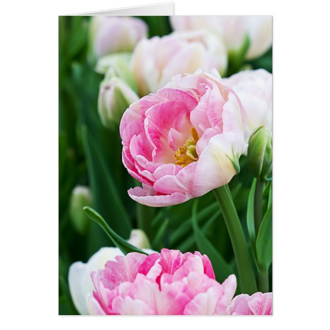 Double Tulips Spring Garden Toutes les occasions (Devant)