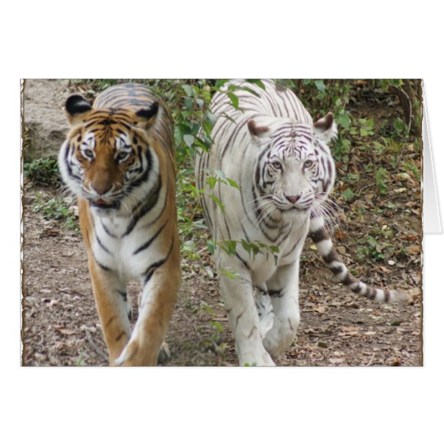DOUBLES TIGRES ORANGE/WHITE DU PROBLÈME 2 (Devant horizontal)