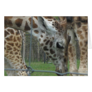 Douce Girafe