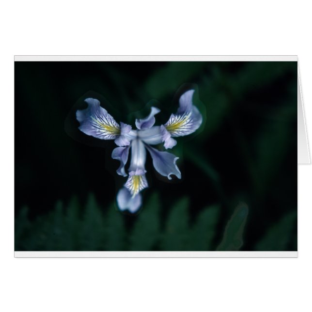 DouglasIris (Devant horizontal)