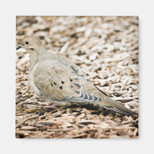 Dove de deuil 3 Magnet