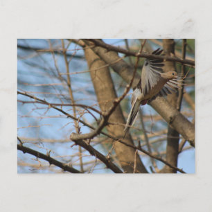 Dove de deuil en vol carte postale