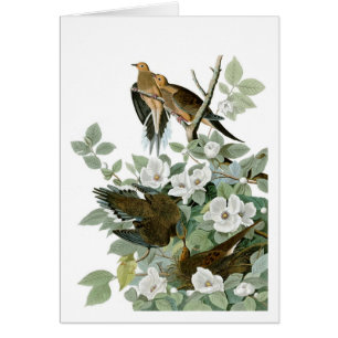 Dove en deuil, John James Audubon