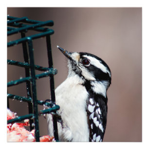 Downy Woodpecker à Feeder Carré Photo