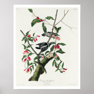 Downy Woodpecker par Audubon Poster