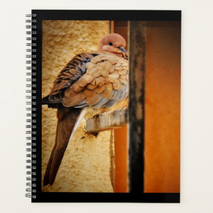 Dozing Dozing Dove