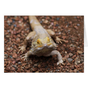 Dragon à tête