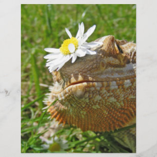 Dragon barbu