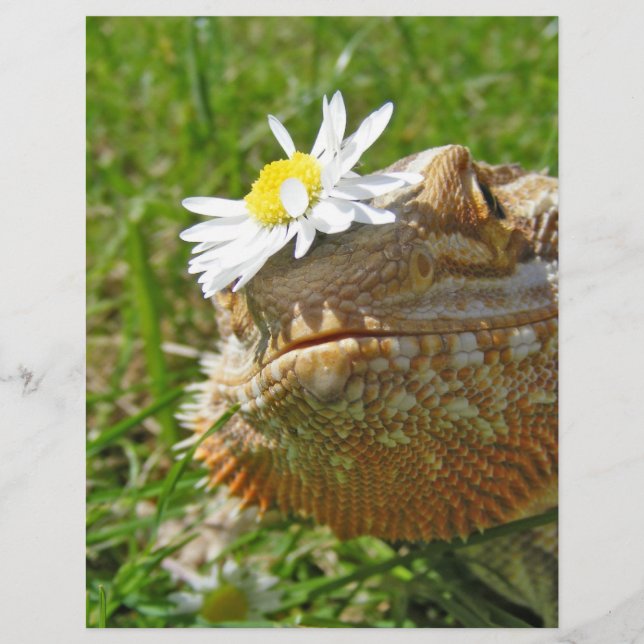 Dragon barbu (Devant)