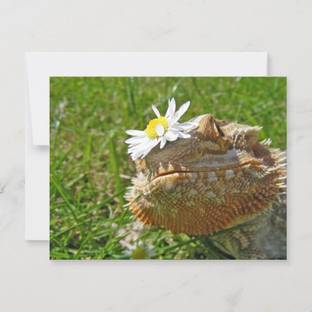 Dragon barbu (Devant)
