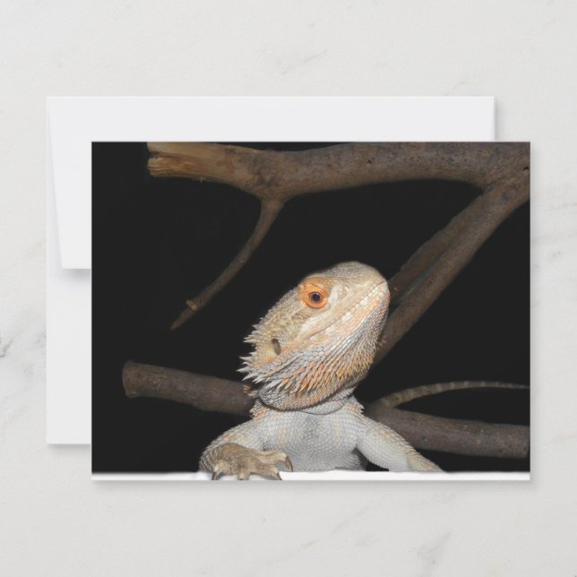 Dragon barbu 2 (Devant)