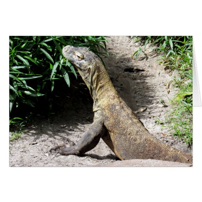 Dragon de Komodo (0780) (Devant horizontal)