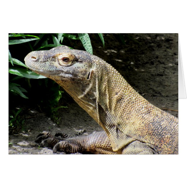 Dragon de Komodo (0804) (Devant horizontal)
