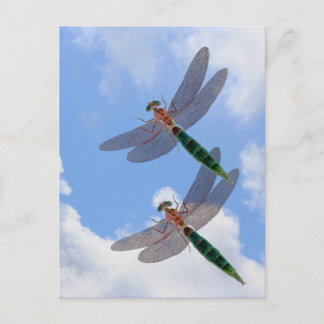 Dragonflies Blue Sky Clouds Nature Carte postale