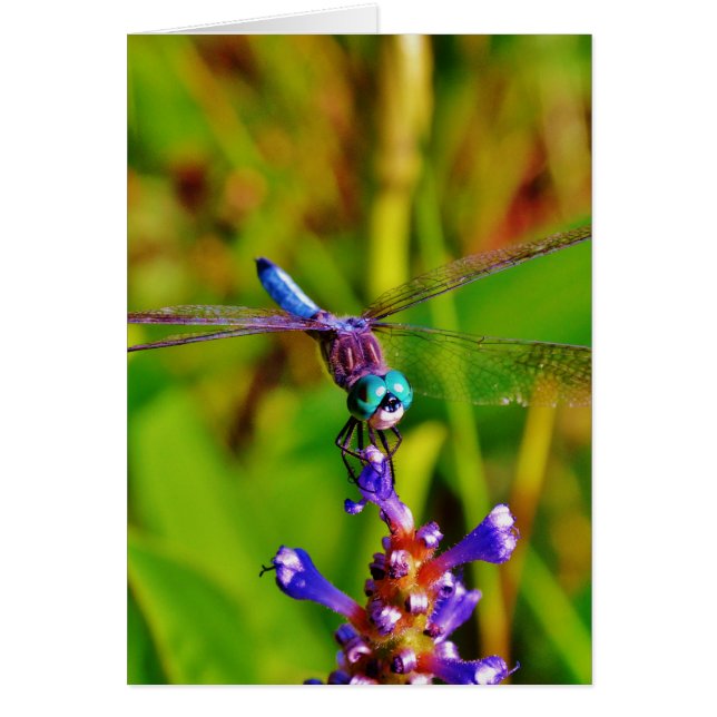 Dragonfly (Devant)