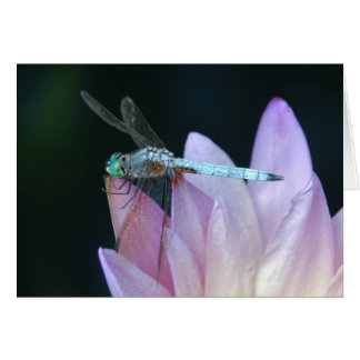 Dragonfly 1