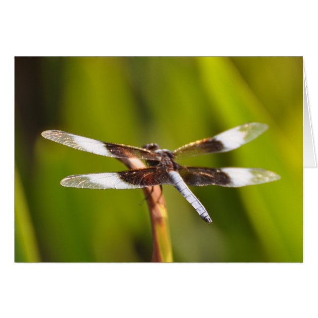 Dragonfly avec Sparkly WIngs (Devant horizontal)