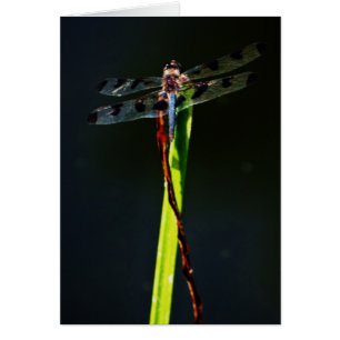 Dragonfly bleu et noir sur gazon vert et rouge