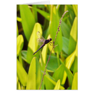 Dragonfly Blue et noir sur l'herbe.