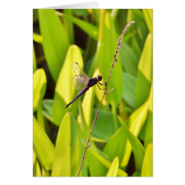 Dragonfly Blue et noir sur l'herbe. (Devant)