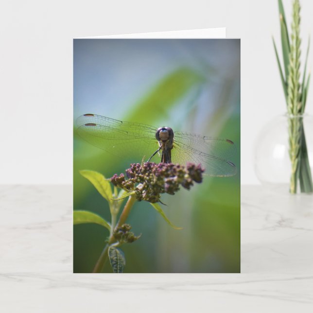 Dragonfly, carte (Devant)