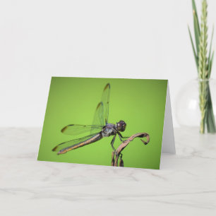 Dragonfly, carte