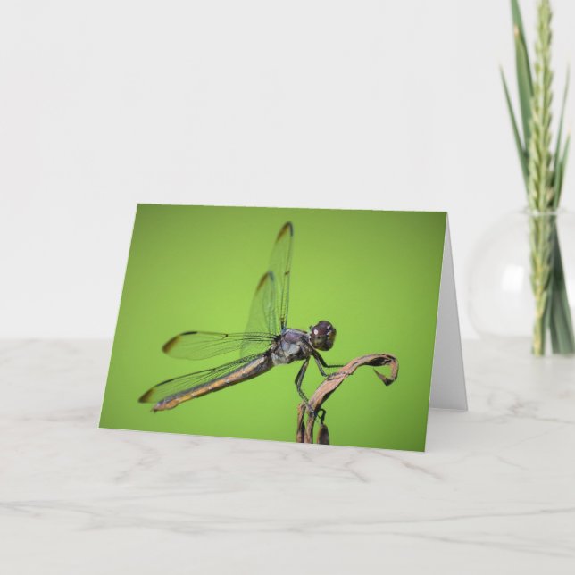 Dragonfly, carte (Devant)